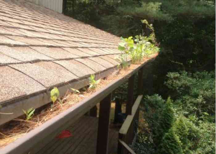 Gutter filled with leaves and weeds.
